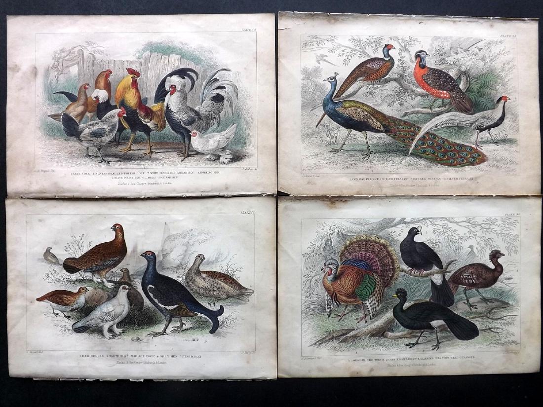 Goldsmith, Oliver 1873 Lot of 4 HC Birds Poultry & Game (1 of 2)