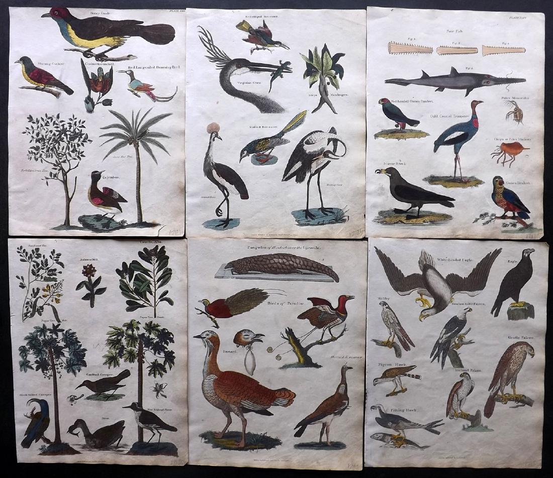 Shaw & Goldsmith 1817 Lot of 6 Hand Col Bird Prints: Hand Coloured Copper Plates Published 1817, London for "A History of the Earth and Animated Nature" Also titled "Panorama of Nature" by Oliver Goldsmith and George Shaw. Fine hand colour as issued. Ra