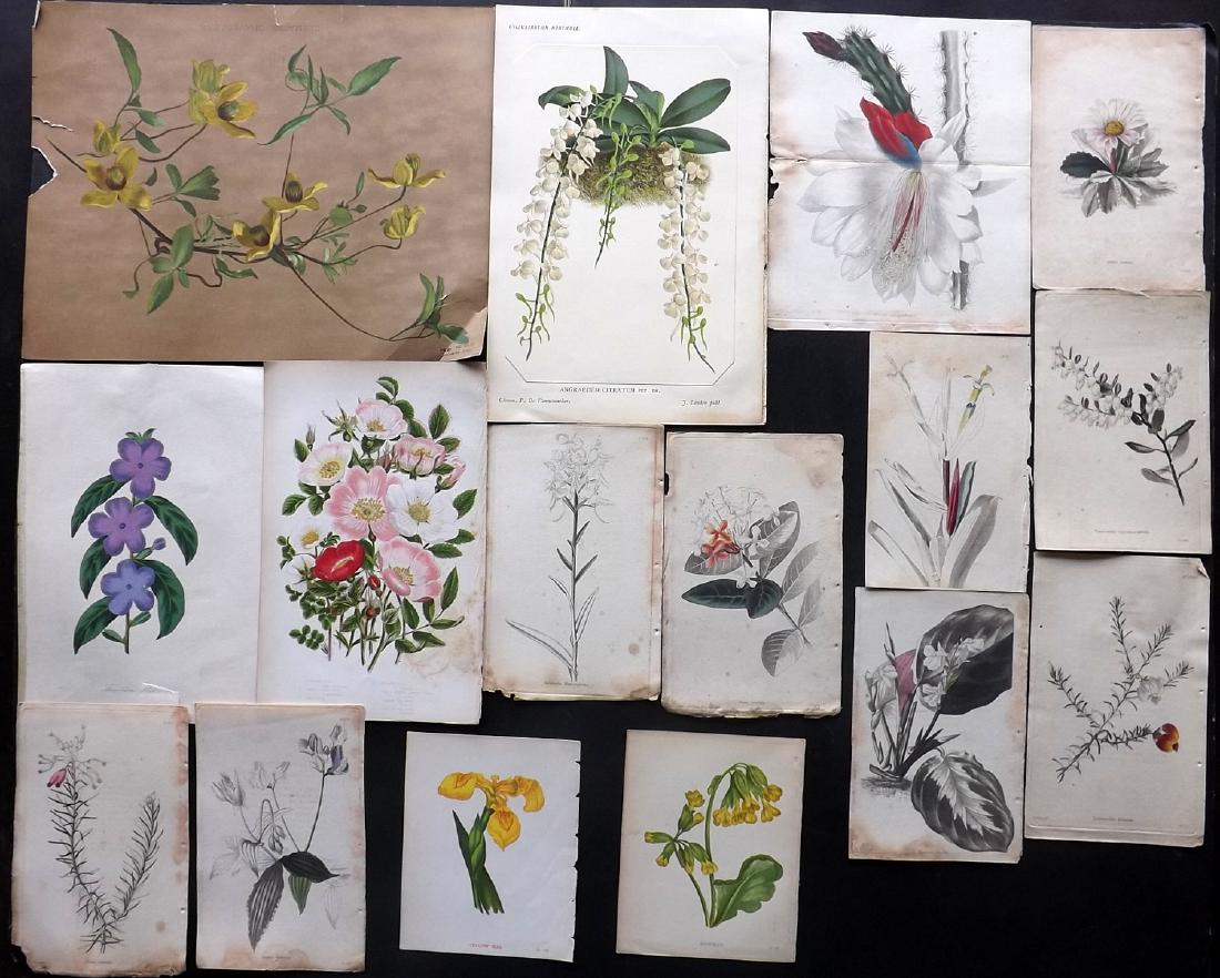 Botanical Prints 19th Cent Lot of 16 (1 of 3)