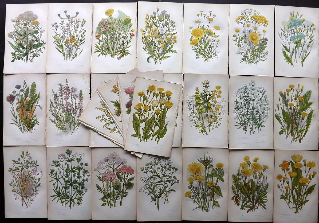 Pratt, Anne 1855 Lot of 24 Botanical Prints (1 of 2)
