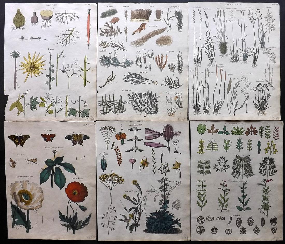 Shaw & Goldsmith 1817 Lot of 6 HCol Botanical Prints (1 of 2)