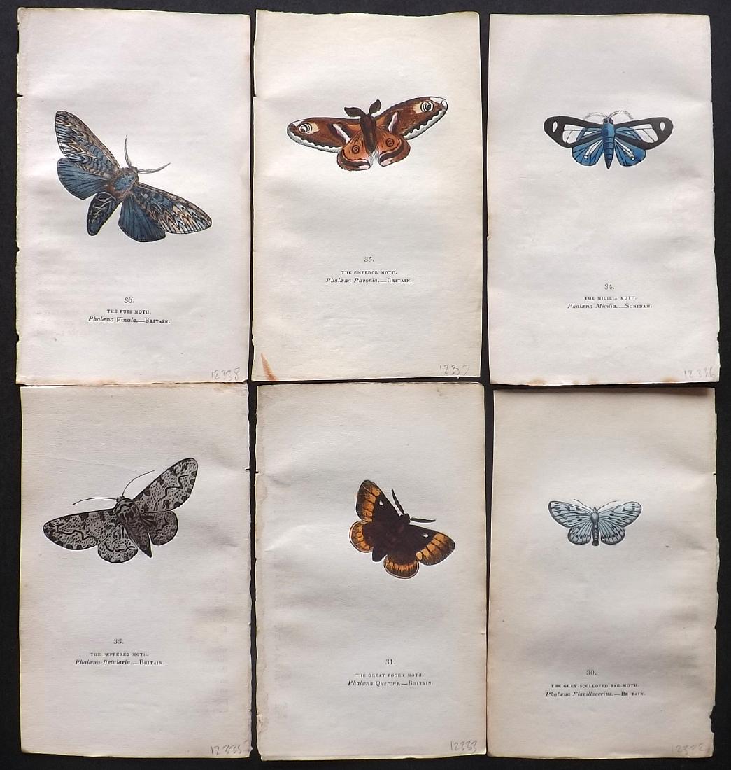 Brown, Captain 1843 Lot of 6 Hand Col Moth Prints: Hand Coloured Lithographs Published 1843, London for "The Book of Butterflies and Moths..." by Captain Thomas Brown. Part of Constable's Miscellany Series. Paper Size: 5.5 x 3.5 inch (14 x 9cm) A coup