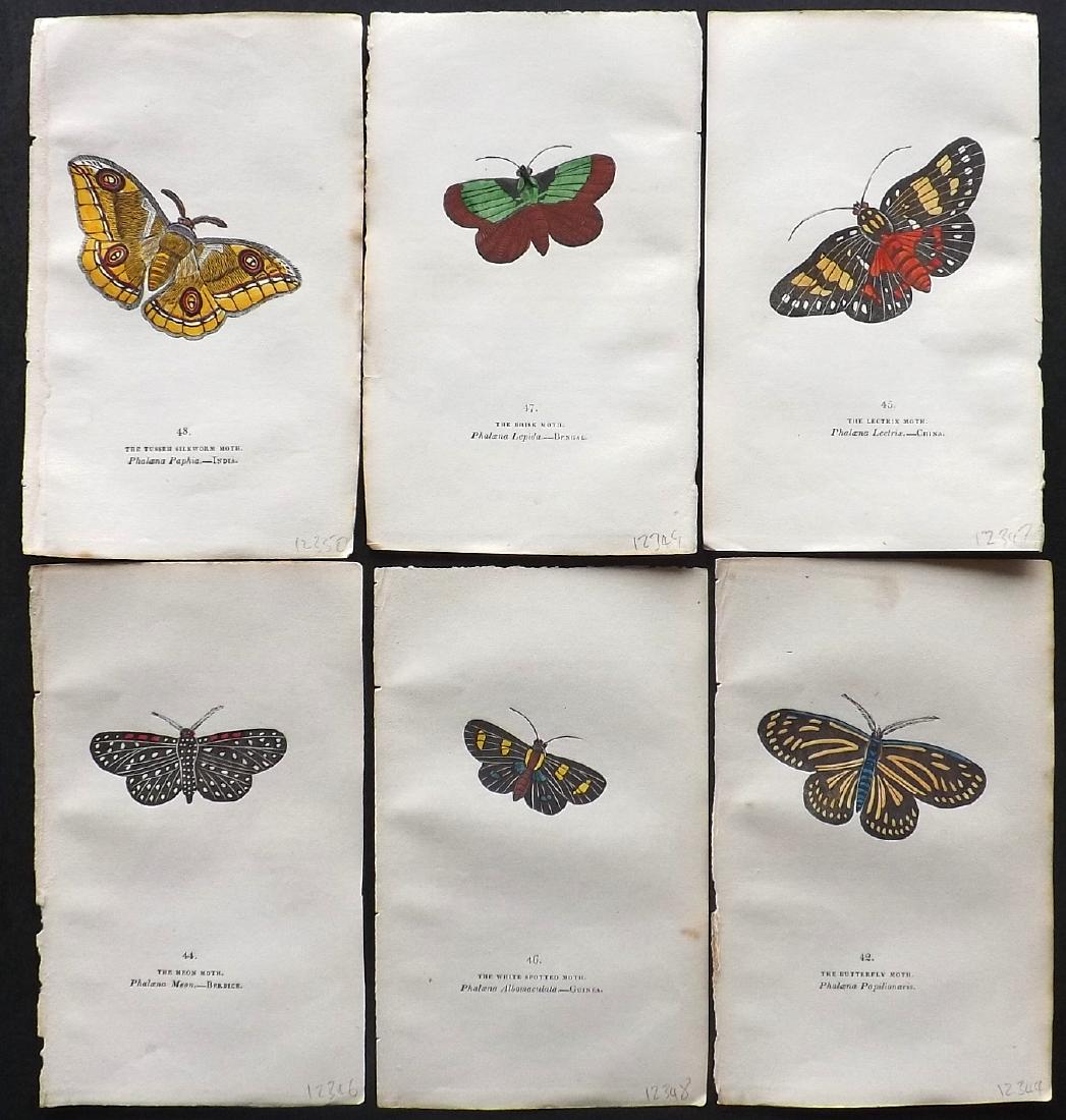 Brown, Captain 1843 Lot of 6 Hand Col Moth Prints: Hand Coloured Lithographs Published 1843, London for "The Book of Butterflies and Moths..." by Captain Thomas Brown. Part of Constable's Miscellany Series. Paper Size: 5.5 x 3.5 inch (14 x 9cm) A coup
