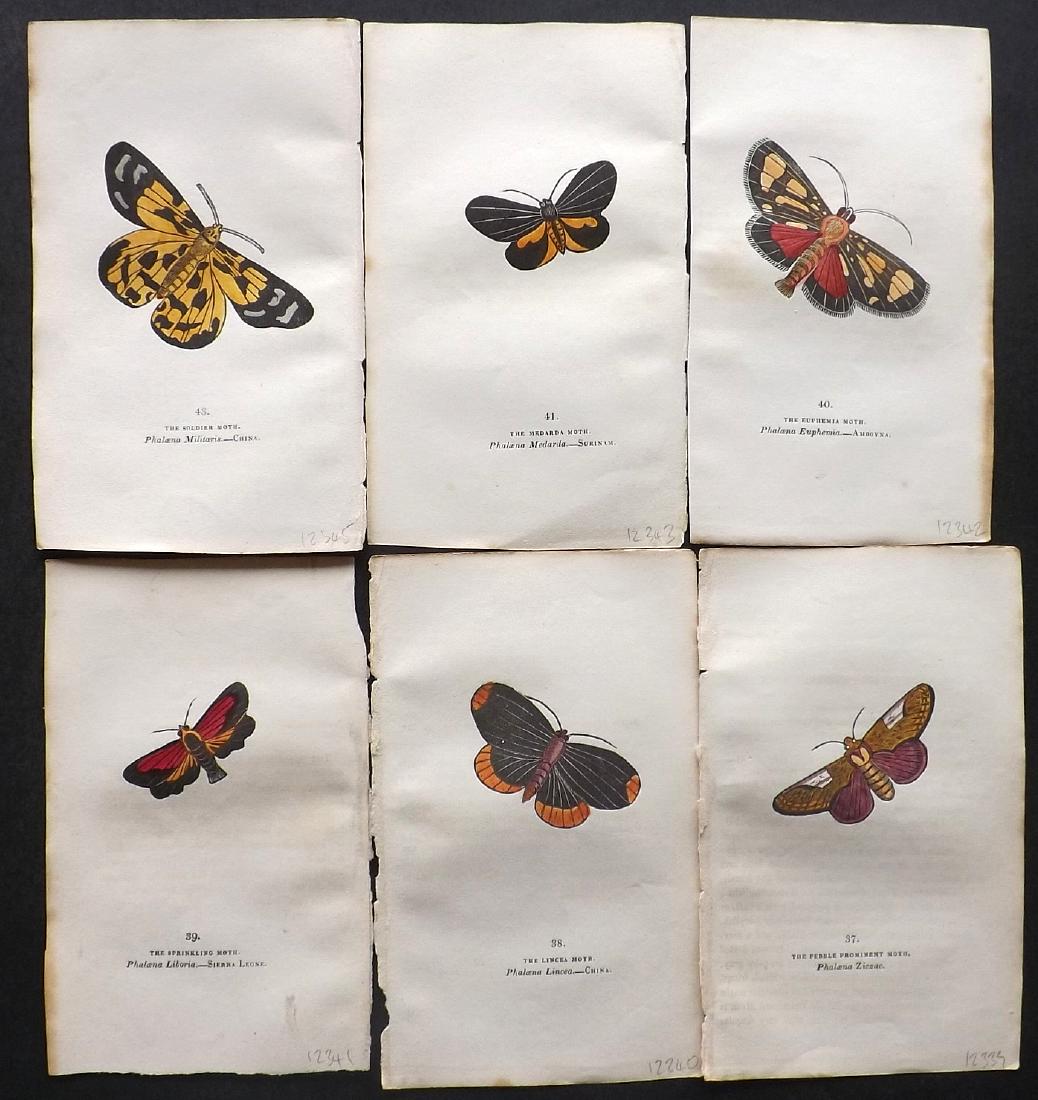 Brown, Captain 1843 Lot of 6 Hand Col Moth Prints: Hand Coloured Lithographs Published 1843, London for "The Book of Butterflies and Moths..." by Captain Thomas Brown. Part of Constable's Miscellany Series. Paper Size: 5.5 x 3.5 inch (14 x 9cm) A coup