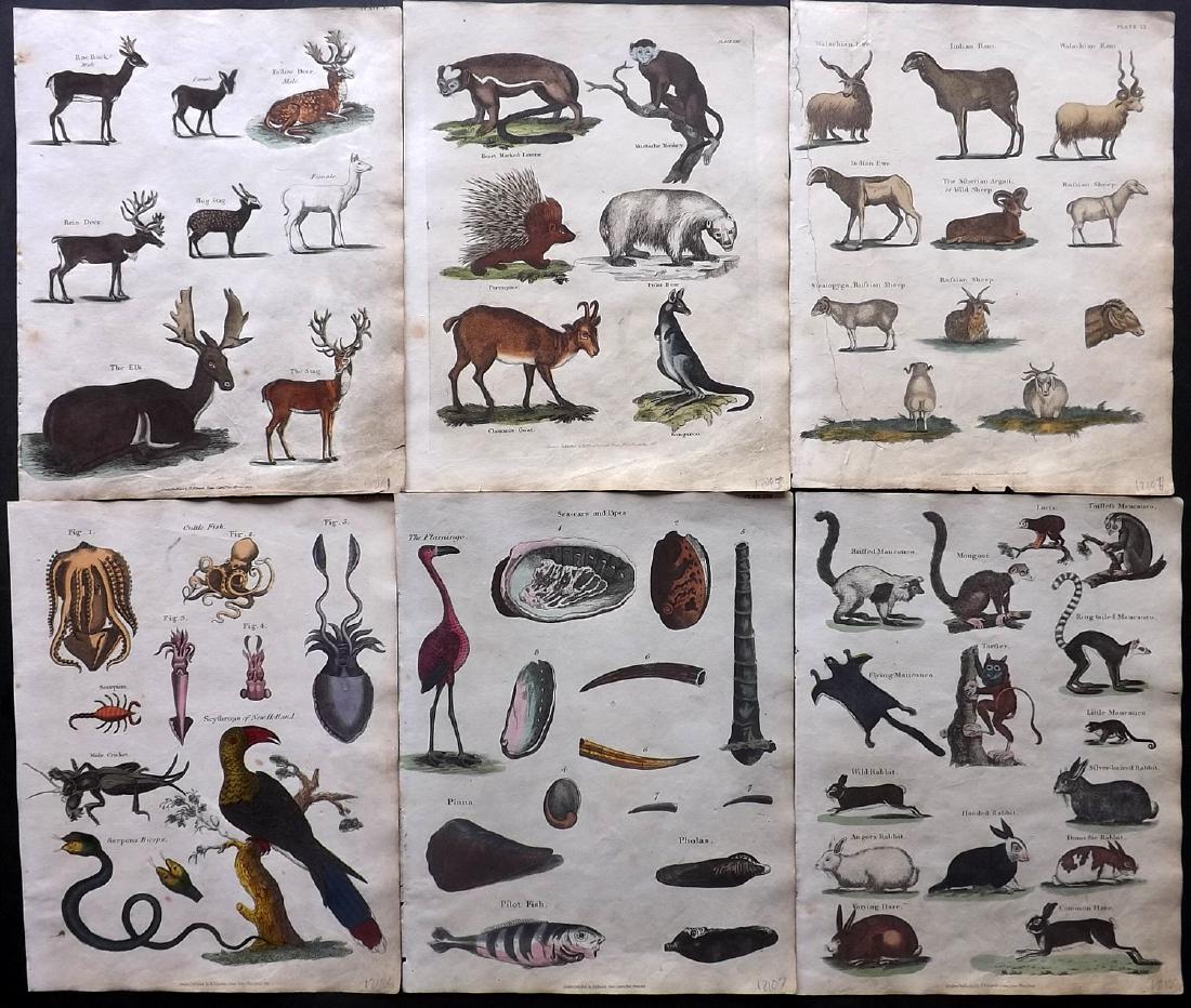 Shaw & Goldsmith 1817 Lot of 6 Hand Col Prints: Hand Coloured Copper Plates Published 1817, London for "A History of the Earth and Animated Nature" Also titled "Panorama of Nature" by Oliver Goldsmith and George Shaw. Fine hand colour as issued. Ra