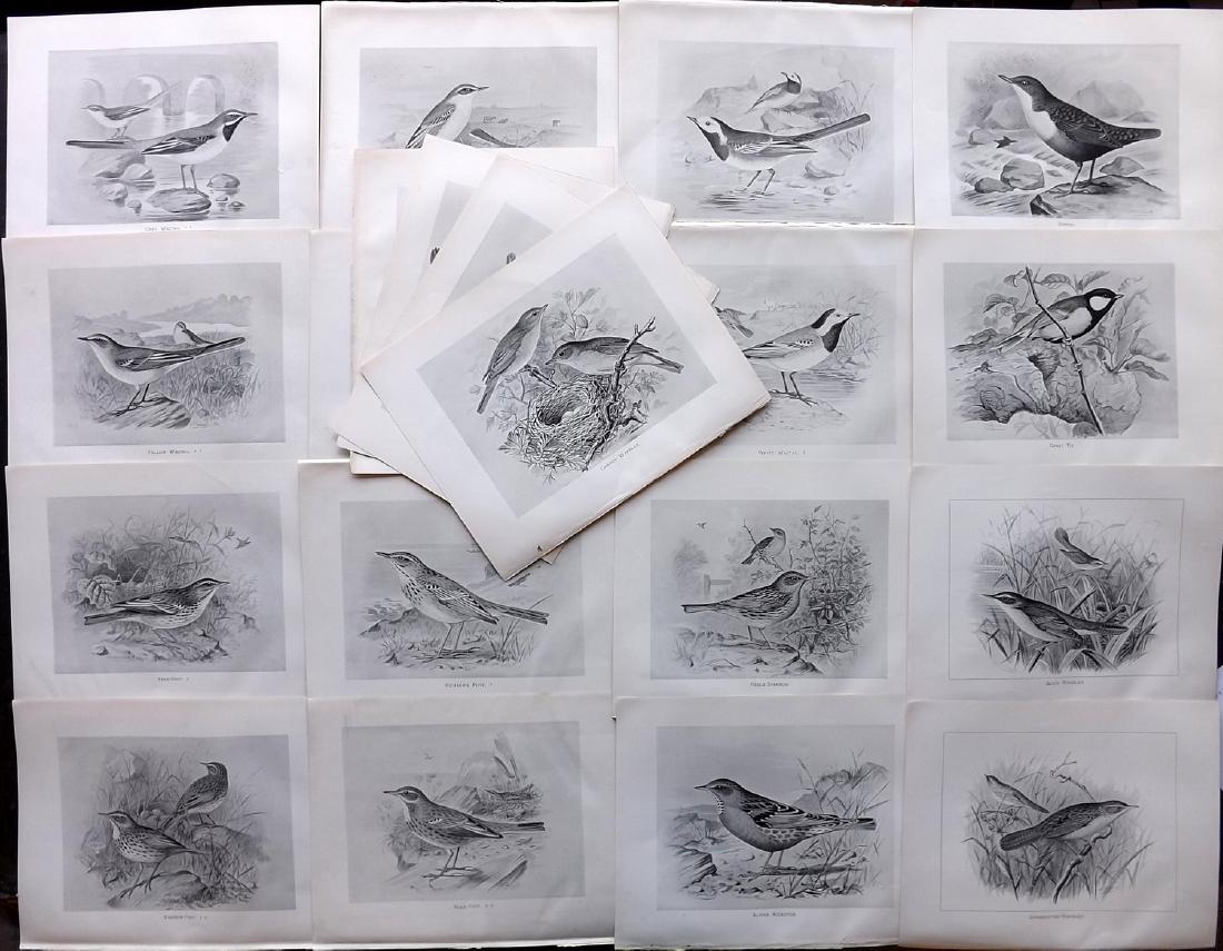 Frohawk, Frederick 1898 Lot of 20 Bird Prints: Lithographs Published 1896-98, London for "British Birds with their Nests and Eggs" by Arthur G. Butler. Illustrated by Frederick William Frohawk. Paper Size: 12 x 9.5 inch (30 x 24cm) Good Condition
