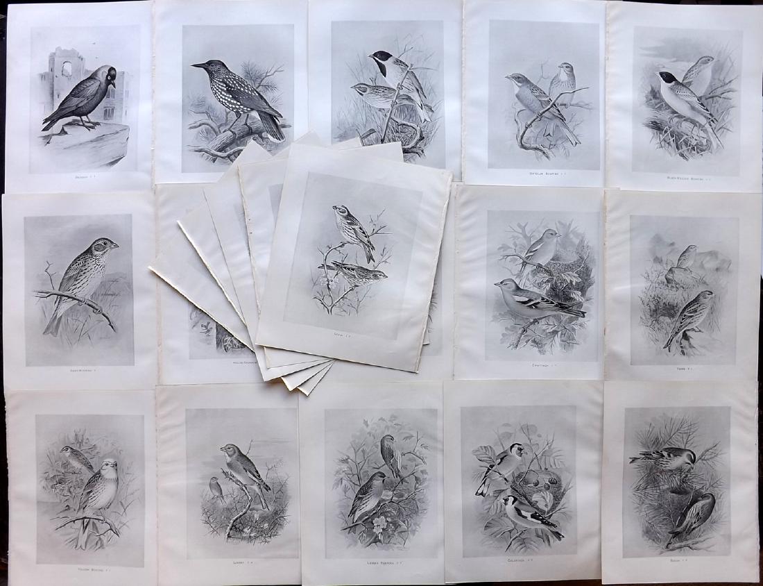 Frohawk, Frederick 1898 Lot of 20 Bird Prints: Lithographs Published 1896-98, London for "British Birds with their Nests and Eggs" by Arthur G. Butler. Illustrated by Frederick William Frohawk. Paper Size: 12 x 9.5 inch (30 x 24cm) Good Condition