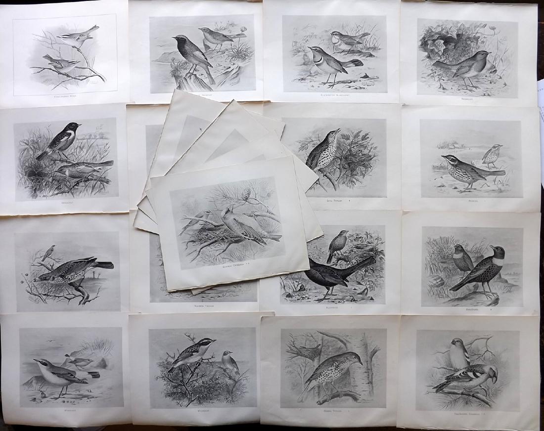 Frohawk, Frederick 1898 Lot of 20 Bird Prints: Lithographs Published 1896-98, London for "British Birds with their Nests and Eggs" by Arthur G. Butler. Illustrated by Frederick William Frohawk. Paper Size: 12 x 9.5 inch (30 x 24cm) Good Condition