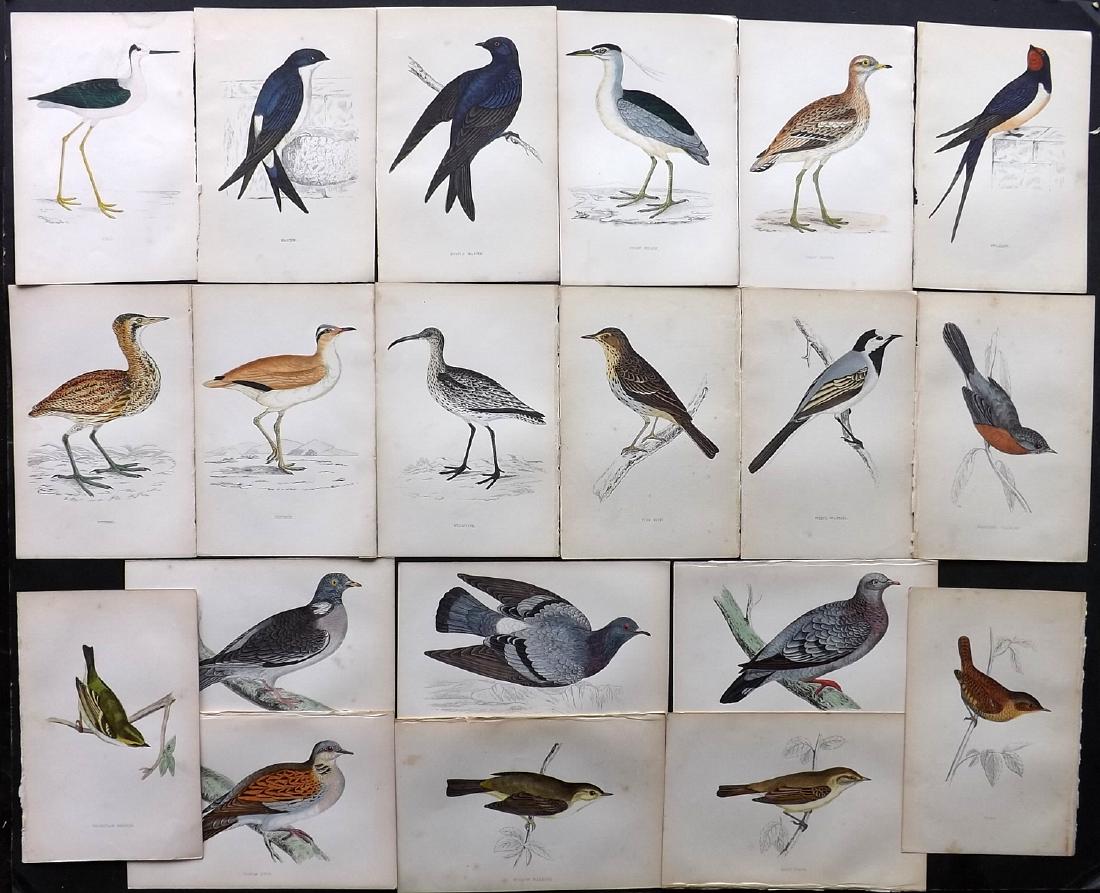 Morris, Francis 1867 Lot of 20 Hand Col Bird Prints: Woodblocks Published 1863-67, London for "A History of British Birds" by the Rev. F. O. Morris. Printed in colours and finished by Benjamin Fawcett. Paper Size: 7.5 x 5 inch (19 x 14cm) Minor backgrou