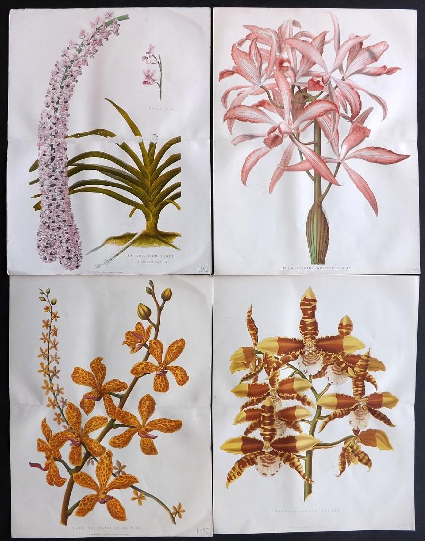Anderson, James 1871 Lot of 4 Double Botanical Prints (1 of 2)