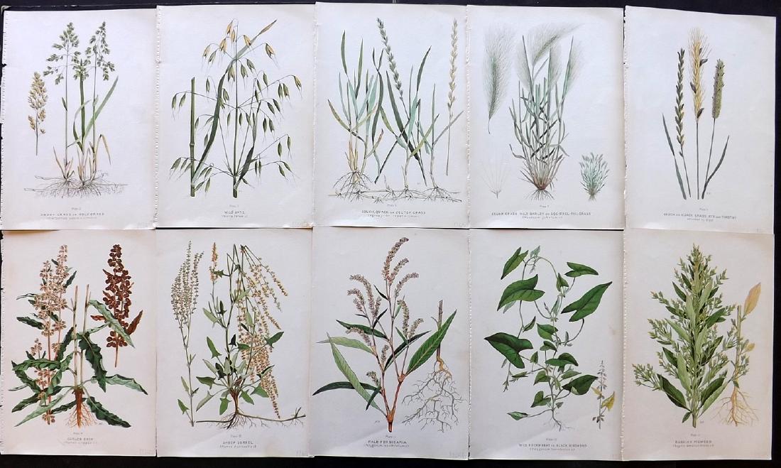 Farm Weeds of Canada 1909 Lot of 10 Botanical Prints: Chromolithographs Published 1909 by the Minister of Agriculture, Ottawa for "Farm Weeds of Canada" by George H. Clark and James Fletcher. Paper Size: 10 x 7 inch (25 x 18cm) Good Condition