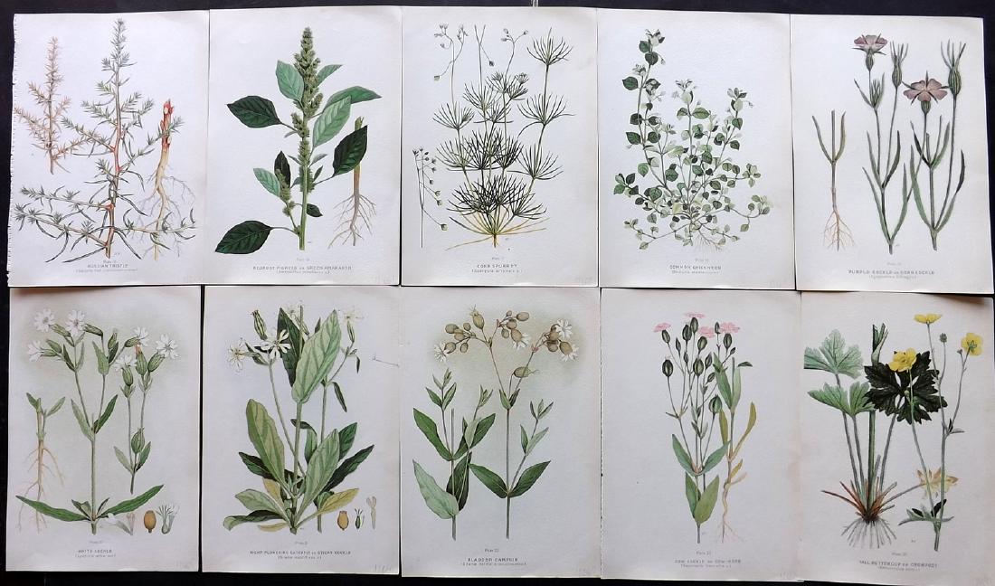 Farm Weeds of Canada 1909 Lot of 10 Botanical Prints: Chromolithographs Published 1909 by the Minister of Agriculture, Ottawa for "Farm Weeds of Canada" by George H. Clark and James Fletcher. Paper Size: 10 x 7 inch (25 x 18cm) Good Condition