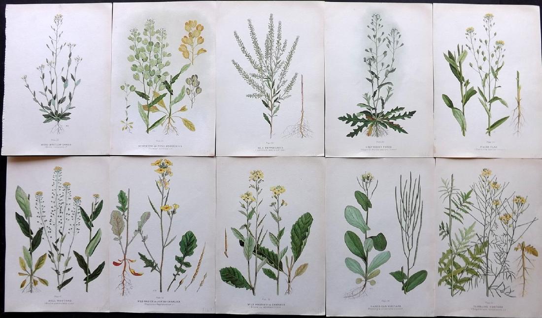 Farm Weeds of Canada 1909 Lot of 10 Botanical Prints: Chromolithographs Published 1909 by the Minister of Agriculture, Ottawa for "Farm Weeds of Canada" by George H. Clark and James Fletcher. Paper Size: 10 x 7 inch (25 x 18cm) Good Condition