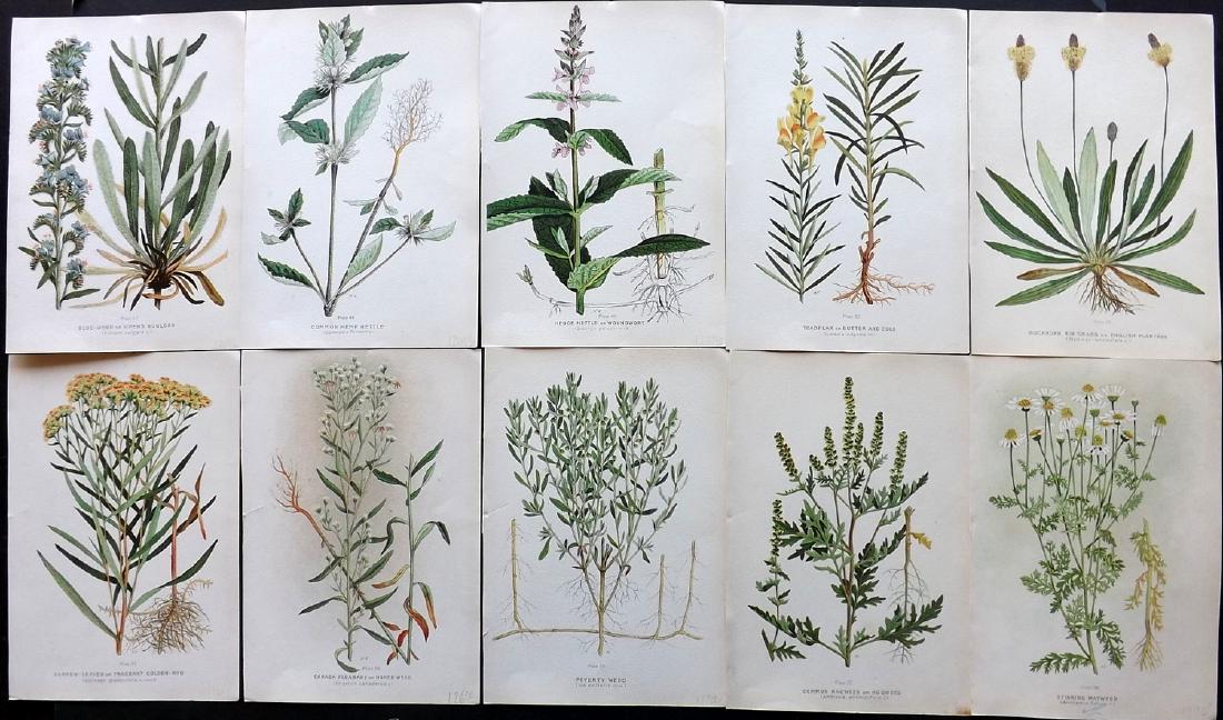 Farm Weeds of Canada 1909 Lot of 10 Botanical Prints: Chromolithographs Published 1909 by the Minister of Agriculture, Ottawa for "Farm Weeds of Canada" by George H. Clark and James Fletcher. Paper Size: 10 x 7 inch (25 x 18cm) Good Condition