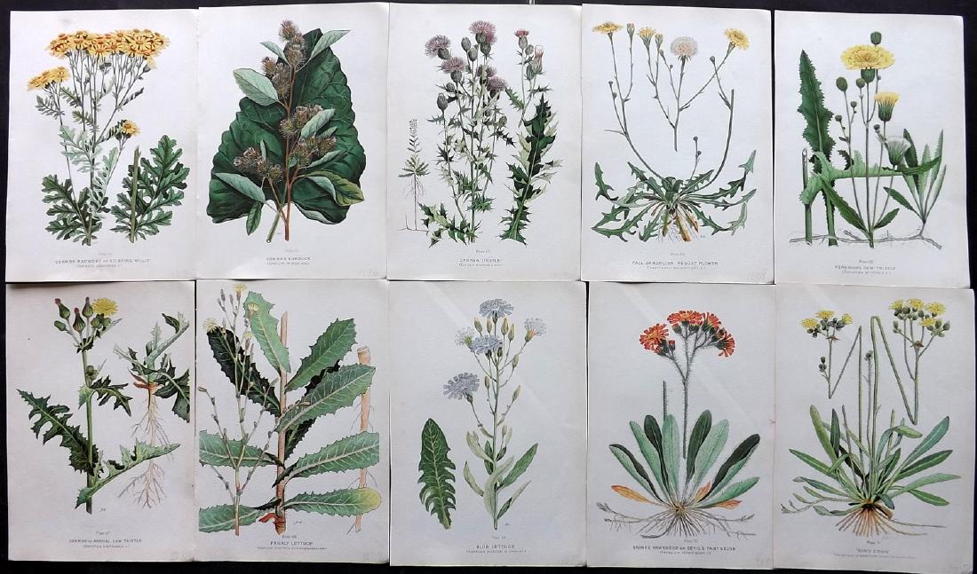 Farm Weeds of Canada 1909 Lot of 10 Botanical Prints: Chromolithographs Published 1909 by the Minister of Agriculture, Ottawa for "Farm Weeds of Canada" by George H. Clark and James Fletcher. Paper Size: 10 x 7 inch (25 x 18cm) Good Condition