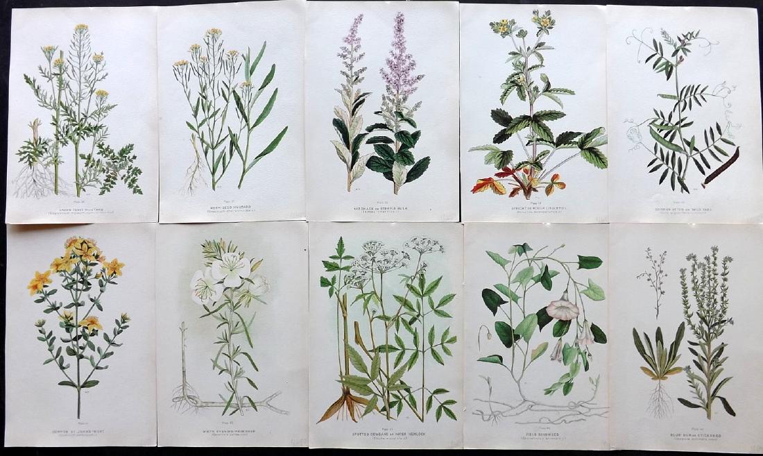 Farm Weeds of Canada 1909 Lot of 10 Botanical Prints: Chromolithographs Published 1909 by the Minister of Agriculture, Ottawa for "Farm Weeds of Canada" by George H. Clark and James Fletcher. Paper Size: 10 x 7 inch (25 x 18cm) Good Condition