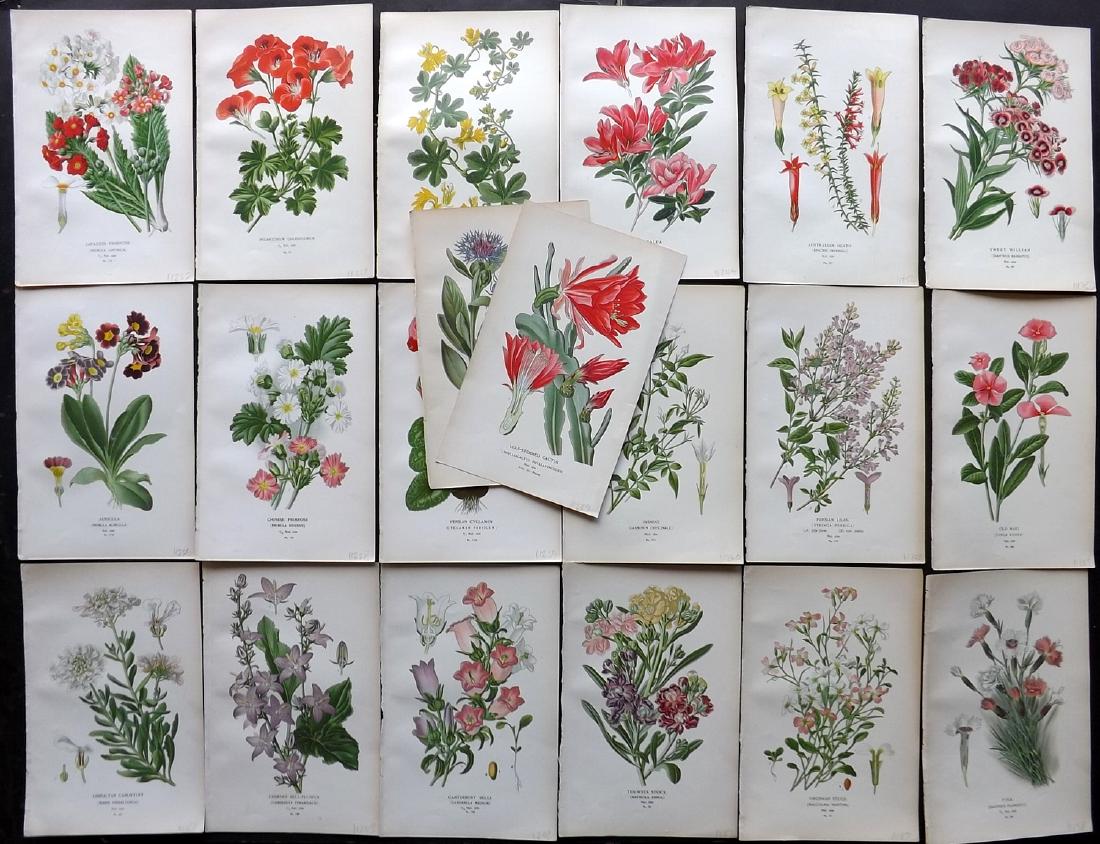 Step, Edward 1897 Lot of 20 Botanical Prints: Chromolithograph Published 1896-97 by Frederick Warne & Co., London for "Favourite Flowers of Garden and Greenhouse" by Edward Step and William Waton. Paper Size: 9.5 x 6 inch (24 x 15cm) Good Conditi