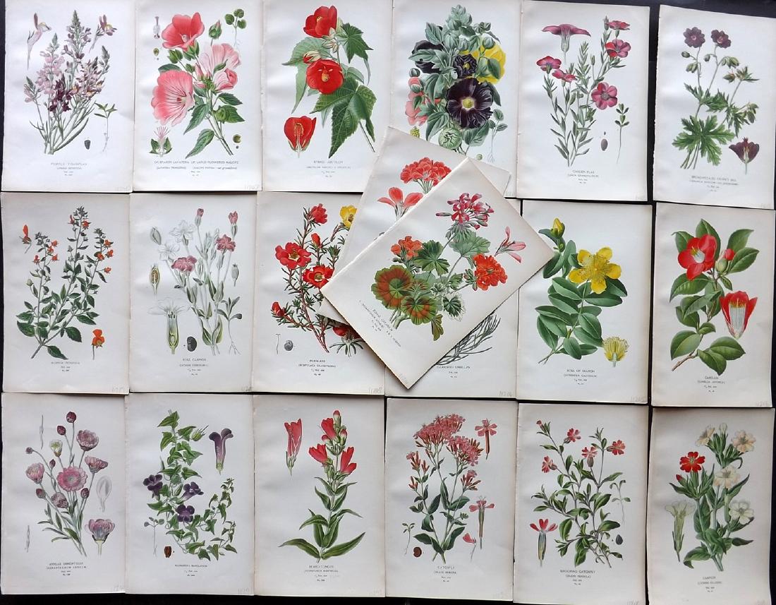 Step, Edward 1897 Lot of 20 Botanical Prints: Chromolithograph Published 1896-97 by Frederick Warne & Co., London for "Favourite Flowers of Garden and Greenhouse" by Edward Step and William Waton. Paper Size: 9.5 x 6 inch (24 x 15cm) Good Conditi