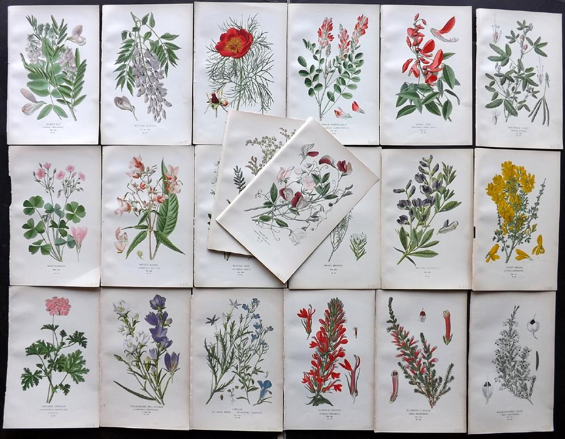 Step, Edward 1897 Lot of 20 Botanical Prints: Chromolithograph Published 1896-97 by Frederick Warne & Co., London for "Favourite Flowers of Garden and Greenhouse" by Edward Step and William Waton. Paper Size: 9.5 x 6 inch (24 x 15cm) Good Conditi