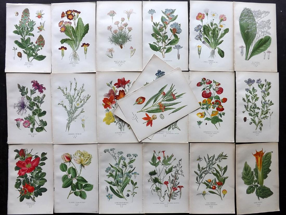 Step, Edward 1897 Lot of 20 Botanical Prints: Chromolithograph Published 1896-97 by Frederick Warne & Co., London for "Favourite Flowers of Garden and Greenhouse" by Edward Step and William Waton. Paper Size: 9.5 x 6 inch (24 x 15cm) Good Conditi