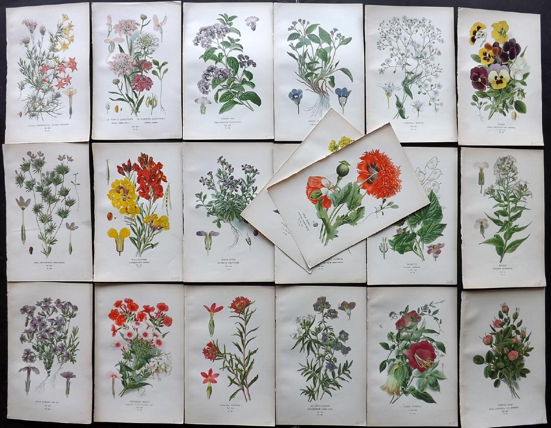 Step, Edward 1897 Lot of 20 Botanical Prints: Chromolithograph Published 1896-97 by Frederick Warne & Co., London for "Favourite Flowers of Garden and Greenhouse" by Edward Step and William Waton. Paper Size: 9.5 x 6 inch (24 x 15cm) Good Conditi