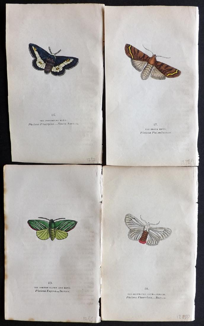 Brown, Captain 1843 Lot of 4 Hand Col Moth Prints: Hand Coloured Lithographs Published 1843, London for "The Book of Butterflies and Moths..." by Captain Thomas Brown. Part of Constable's Miscellany Series. Paper Size: 5.5 x 3.5 inch (14 x 9cm) A coup