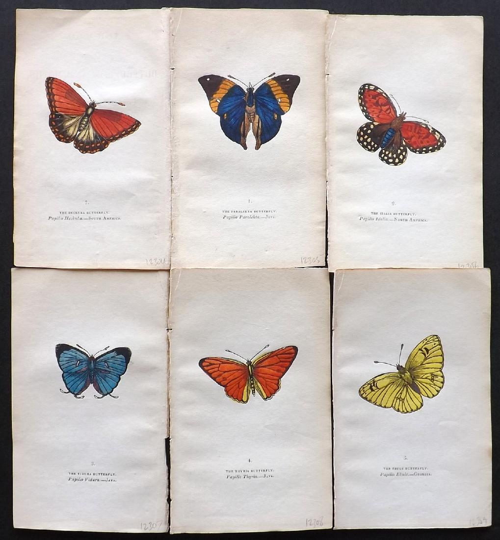 Brown, Captain 1843 Lot of 6 Hand Col Butterfly Prints: Hand Coloured Lithographs Published 1843, London for "The Book of Butterflies and Moths..." by Captain Thomas Brown. Part of Constable's Miscellany Series. Paper Size: 5.5 x 3.5 inch (14 x 9cm) A coup