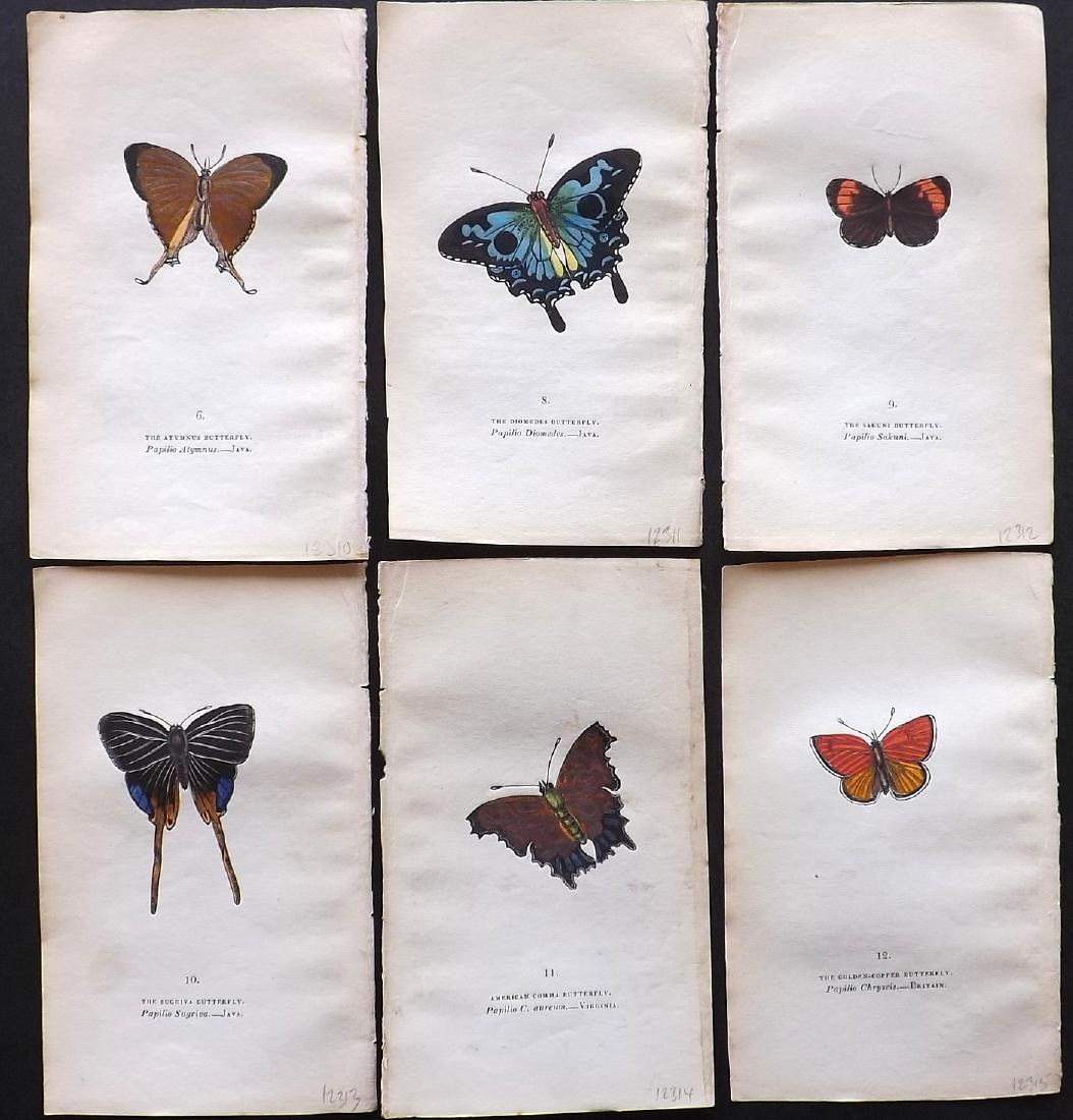 Brown, Captain 1843 Lot of 6 Hand Col Butterfly Prints: Hand Coloured Lithographs Published 1843, London for "The Book of Butterflies and Moths..." by Captain Thomas Brown. Part of Constable's Miscellany Series. Paper Size: 5.5 x 3.5 inch (14 x 9cm) A coup