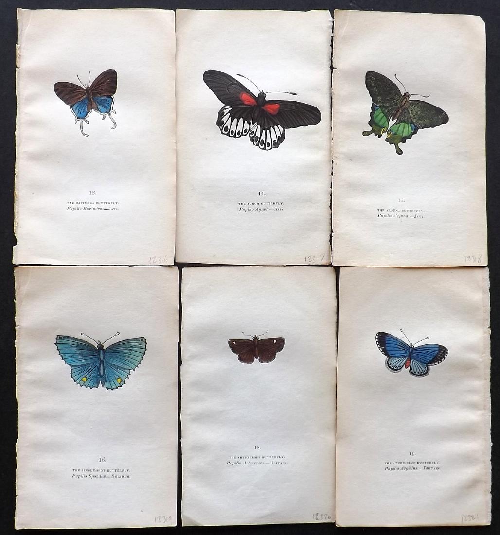 Brown, Captain 1843 Lot of 6 Hand Col Butterfly Prints: Hand Coloured Lithographs Published 1843, London for "The Book of Butterflies and Moths..." by Captain Thomas Brown. Part of Constable's Miscellany Series. Paper Size: 5.5 x 3.5 inch (14 x 9cm) A coup