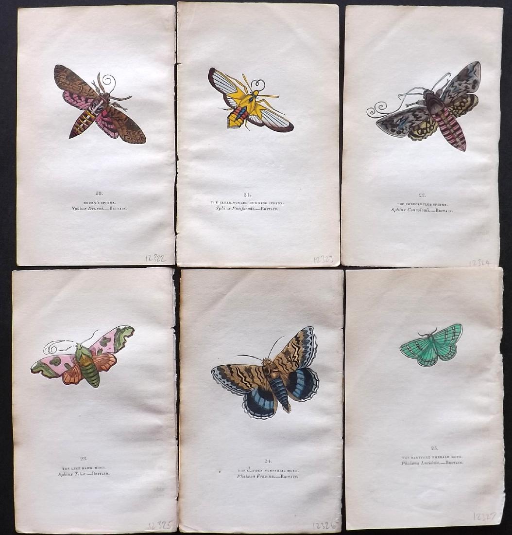 Brown, Captain 1843 Lot of 6 Hand Col Moth Prints: Hand Coloured Lithographs Published 1843, London for "The Book of Butterflies and Moths..." by Captain Thomas Brown. Part of Constable's Miscellany Series. Paper Size: 5.5 x 3.5 inch (14 x 9cm) A coup