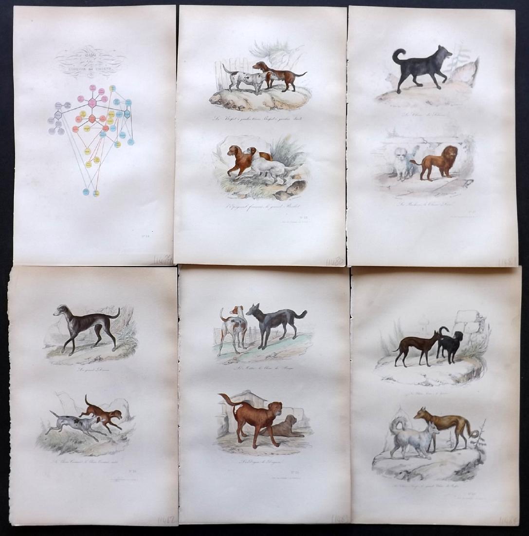 Buffon, Comte de 1857 Lot of 6 Hand Col Dog Prints (1 of 2)