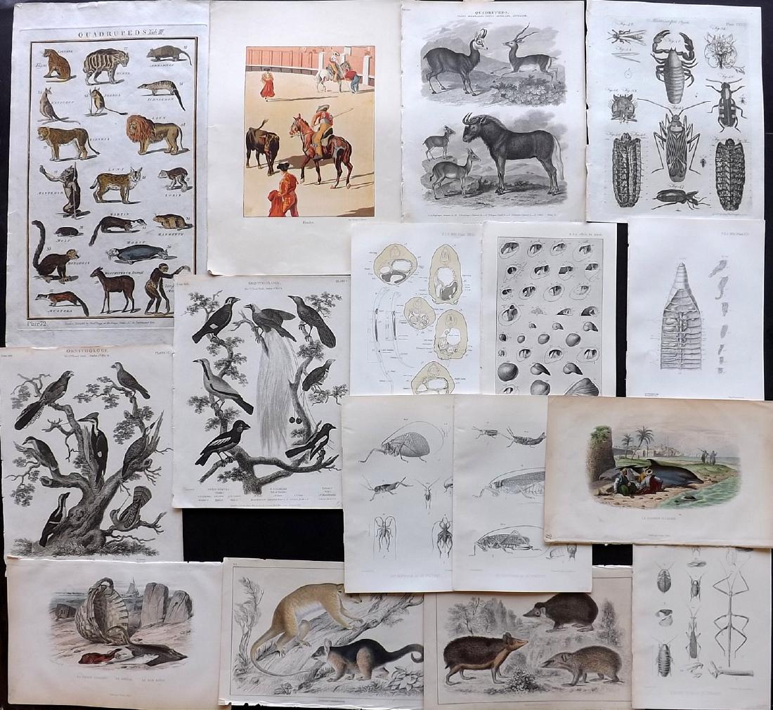 Natural History 18th-19th Century Lot of 16 (1 of 3)