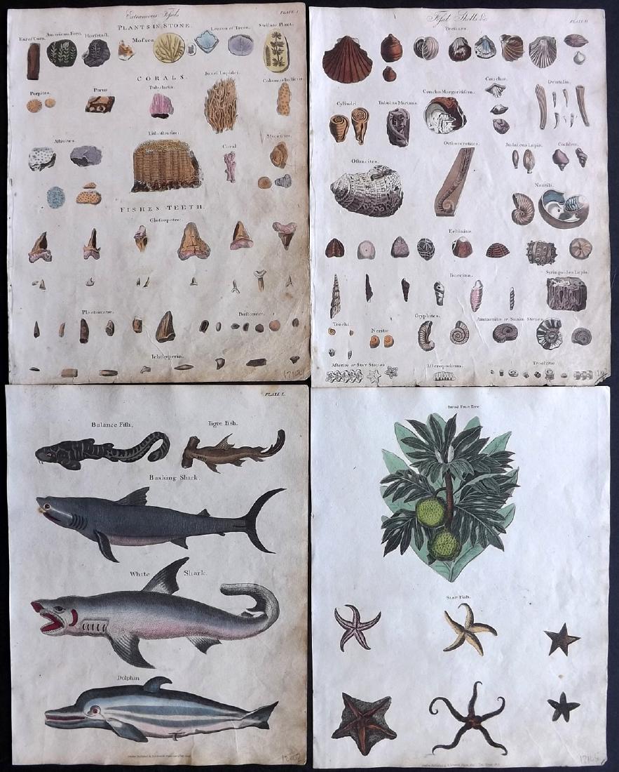 Shaw & Goldsmith 1817 Lot of 4 HCol Prints. Fish, (1 of 2)