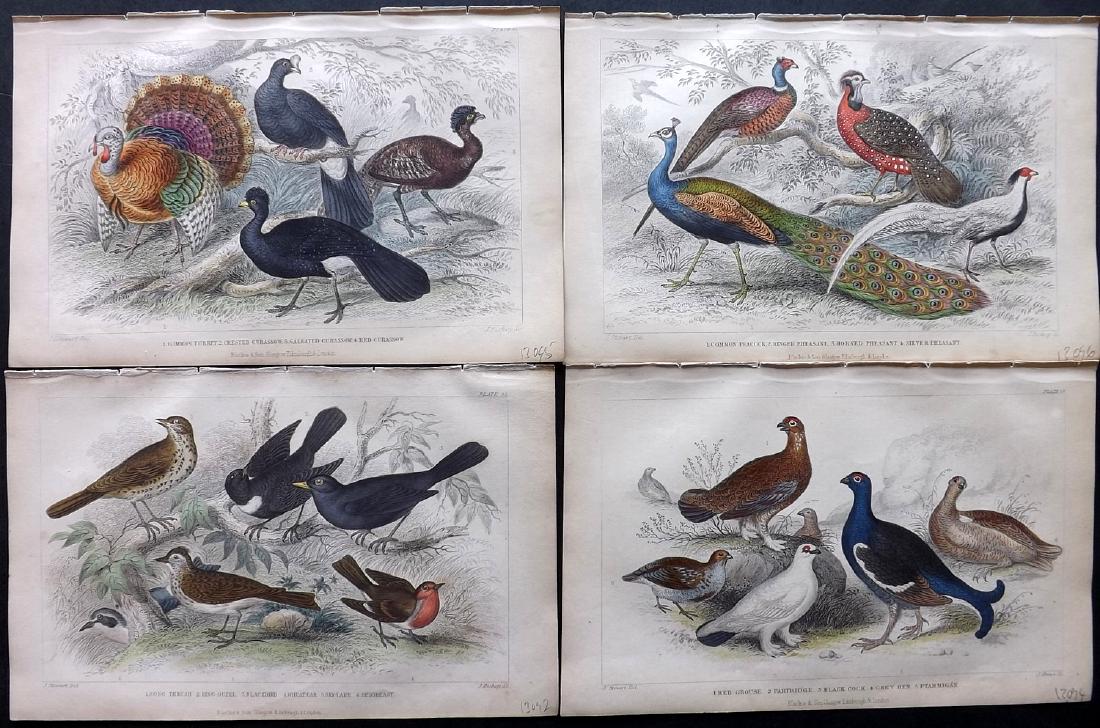 Goldsmith, Oliver 1853 Lot of 4 HC Prints. Poultry etc (1 of 2)