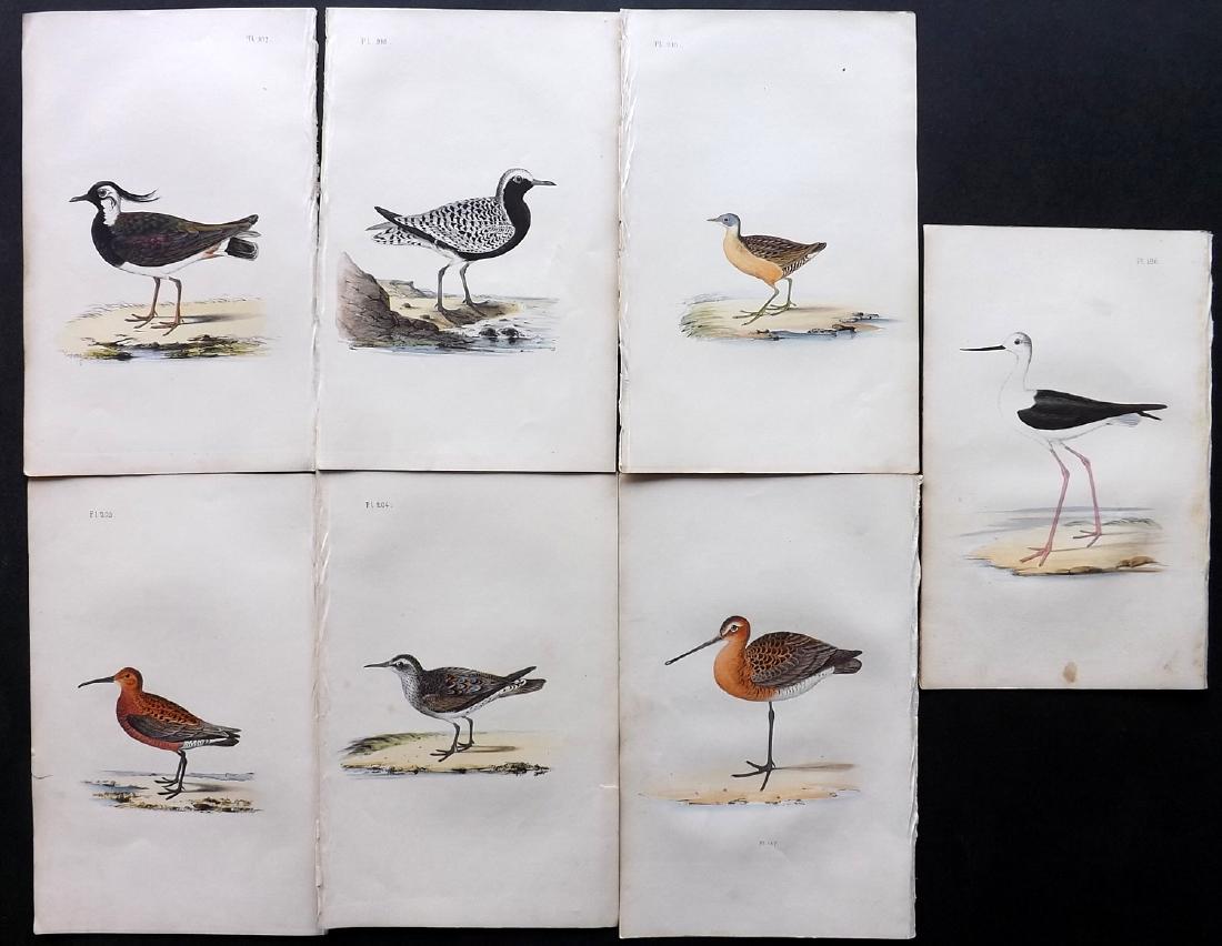 Meyer, Henry 1840's Lot of 7 Hand Col Bird Prints: Hand Coloured Lithographs Published 1842-50, London for "Coloured Illustrations of British Birds and Their Eggs" by Henry Leonard Meyer. Paper Size: 8.5 x 5 inch (22 x 13cm) Very minor toning in parts