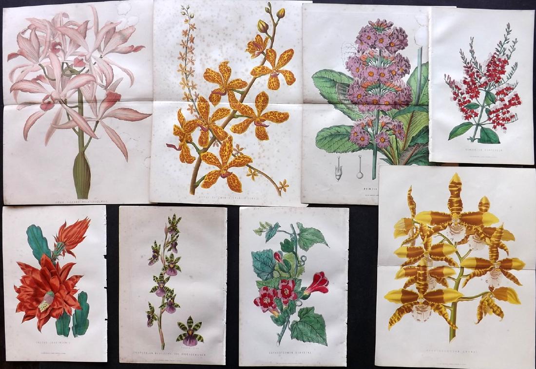Anderson, James 1871 Lot of 8 Botanical Prints (1 of 2)