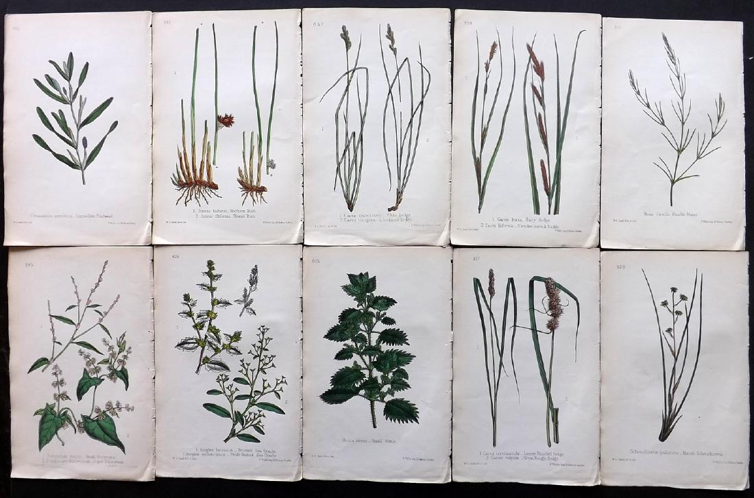 Hogg & Johnson C1870 Lot of 10 HCol Botanical Prints: Hand Coloured Lithographs Published 1863-1880, London for "The Wild Flowers of Great Britain" by Robert Hogg & George W. Johnson. Paper Size: 9 x 5.5 inch (23 x 14cm) Good Condition