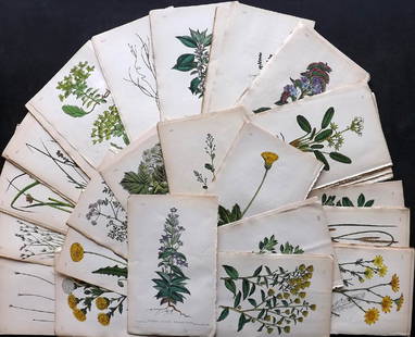 Hogg & Johnson C1870 Lot of 100 HCol Botanical Prints: Hand Coloured Lithographs Published 1863-1880, London for "The Wild Flowers of Great Britain" by Robert Hogg & George W. Johnson. Paper Size: 9 x 5.5 inch (23 x 14cm) Good Condition