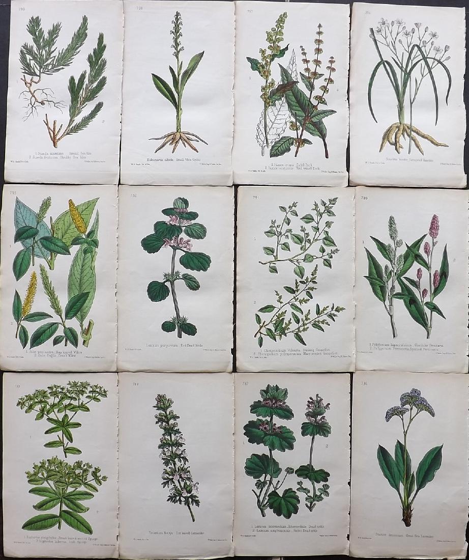 Hogg & Johnson C1870 Lot of 12 HCol Botanical Prints: Hand Coloured Lithographs Published 1863-1880, London for "The Wild Flowers of Great Britain" by Robert Hogg & George W. Johnson. Paper Size: 9 x 5.5 inch (23 x 14cm) Good Condition