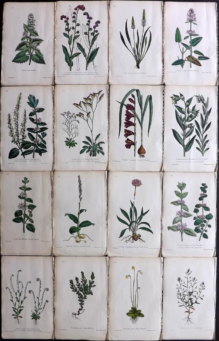 Hogg & Johnson C1870 Lot of 16 HCol Botanical Prints: Hand Coloured Lithographs Published 1863-1880, London for "The Wild Flowers of Great Britain" by Robert Hogg & George W. Johnson. Paper Size: 9 x 5.5 inch (23 x 14cm) Good Condition