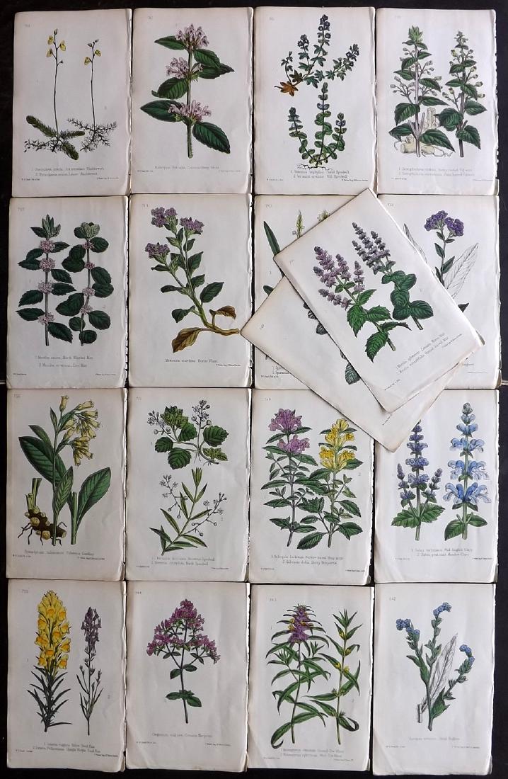 Hogg & Johnson C1870 Lot of 18 HCol Botanical Prints: Hand Coloured Lithographs Published 1863-1880, London for "The Wild Flowers of Great Britain" by Robert Hogg & George W. Johnson. Paper Size: 9 x 5.5 inch (23 x 14cm) Good Condition