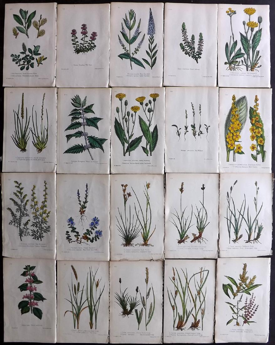 Hogg & Johnson C1870 Lot of 20 HCol Botanical Prints: Hand Coloured Lithographs Published 1863-1880, London for "The Wild Flowers of Great Britain" by Robert Hogg & George W. Johnson. Paper Size: 9 x 5.5 inch (23 x 14cm) Good Condition