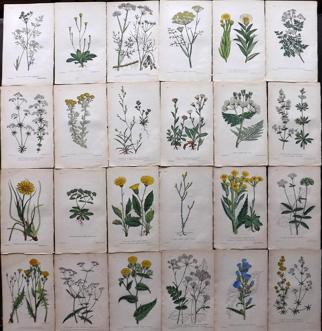 Hogg & Johnson C1870 Lot of 24 HCol Botanical Prints: Hand Coloured Lithographs Published 1863-1880, London for "The Wild Flowers of Great Britain" by Robert Hogg & George W. Johnson. Paper Size: 9 x 5.5 inch (23 x 14cm) Good Condition