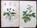 Mixed Prints 19th Century Lot of 65 - 2