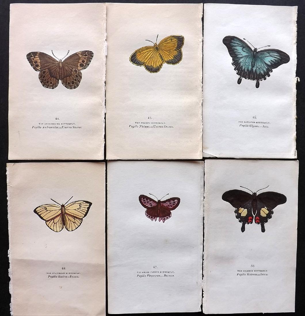 Brown, Captain 1834 Lot of 6 Hand Col Butterfly Prints: Hand Coloured Lithographs Published 1834, London for "The Book of Butterflies, Sphinges, and Moths" by Captain Thomas Brown. Part of Constable's Miscellany Series. Paper Size: 5.5 x 3.5 inch (14 x 9cm