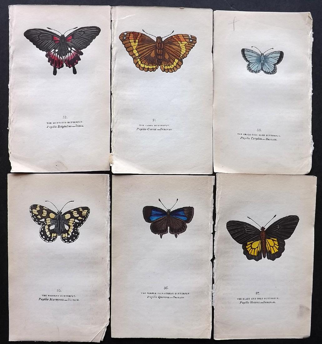 Brown, Captain 1834 Lot of 6 Hand Col Butterfly Prints: Hand Coloured Lithographs Published 1834, London for "The Book of Butterflies, Sphinges, and Moths" by Captain Thomas Brown. Part of Constable's Miscellany Series. Paper Size: 5.5 x 3.5 inch (14 x 9cm
