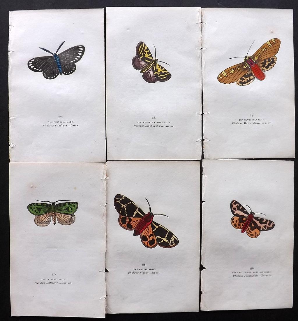 Brown, Captain 1834 Lot of 6 Hand Col Moth Prints: Hand Coloured Lithographs Published 1834, London for "The Book of Butterflies, Sphinges, and Moths" by Captain Thomas Brown. Part of Constable's Miscellany Series. Paper Size: 5.5 x 3.5 inch (14 x 9cm