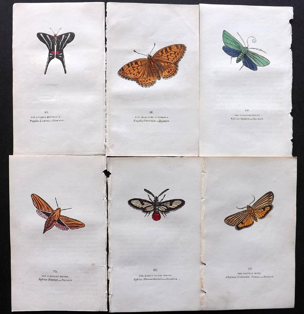 Brown, Captain 1834 Lot of 6 HC Butterflies & Moths: Hand Coloured Lithographs Published 1834, London for "The Book of Butterflies, Sphinges, and Moths" by Captain Thomas Brown. Part of Constable's Miscellany Series. Paper Size: 5.5 x 3.5 inch (14 x 9cm