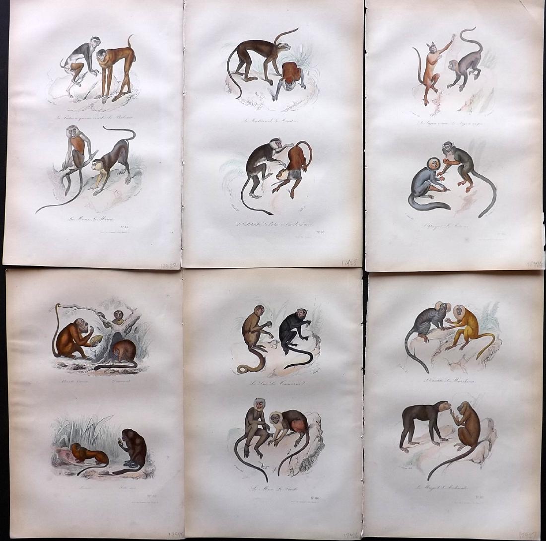 Buffon, Comte de 1857 Lot of 6 Hand Col Monkey Prints: Hand Coloured Etchings Published 1853-57, Paris for "Oeuvres Completes de Buffon" by The Comte de Buffon & Pierre Flourens. Paper Size: 10.5 x 7 inch (27 x 19cm) Minor background toning. Good Conditio