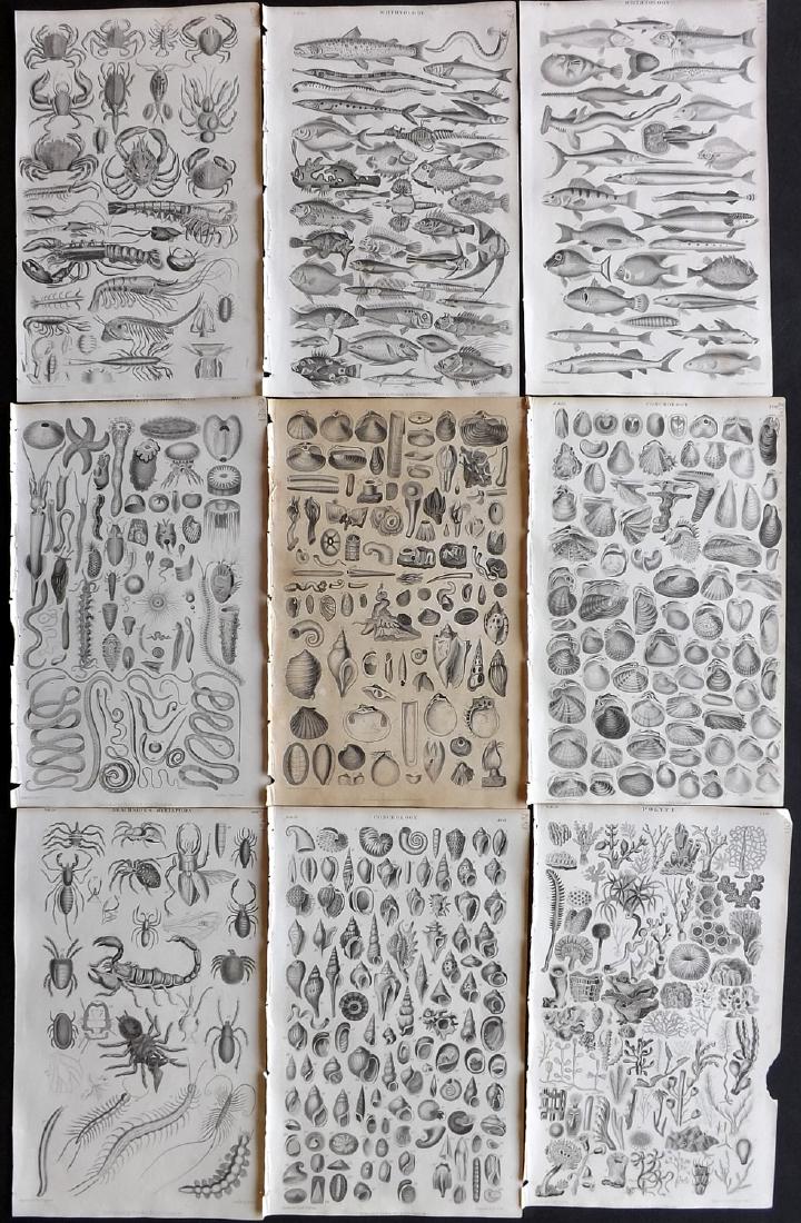Goldsmith, Oliver 1853 Lot of 9 Fish, Shells, Sea Life (1 of 2)